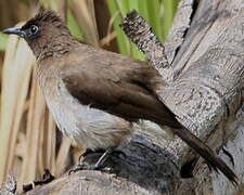 Bulbul des jardins