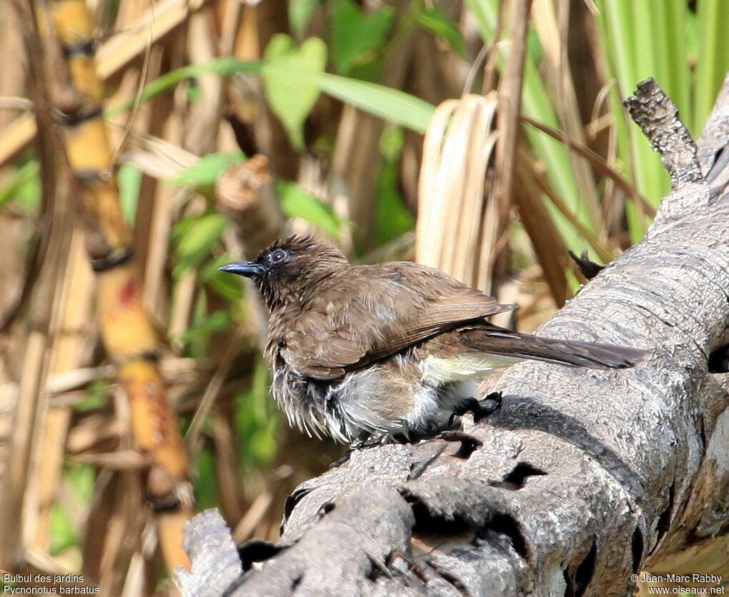 Common Bulbul