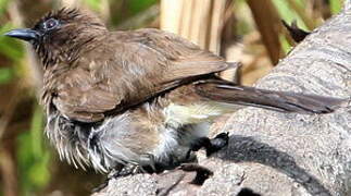 Bulbul des jardins