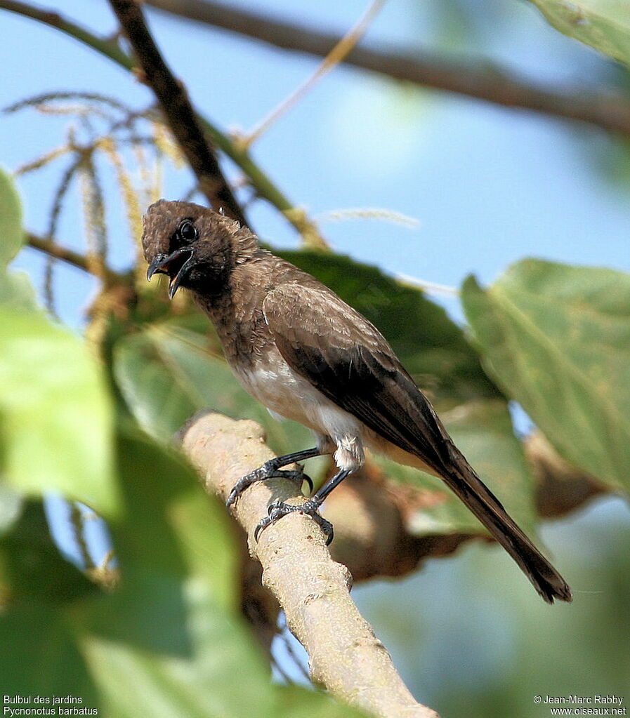 Common Bulbul