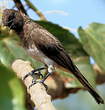 Bulbul des jardins