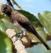 Common Bulbul