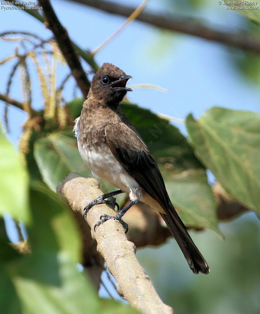 Bulbul des jardins