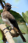 Bulbul des jardins