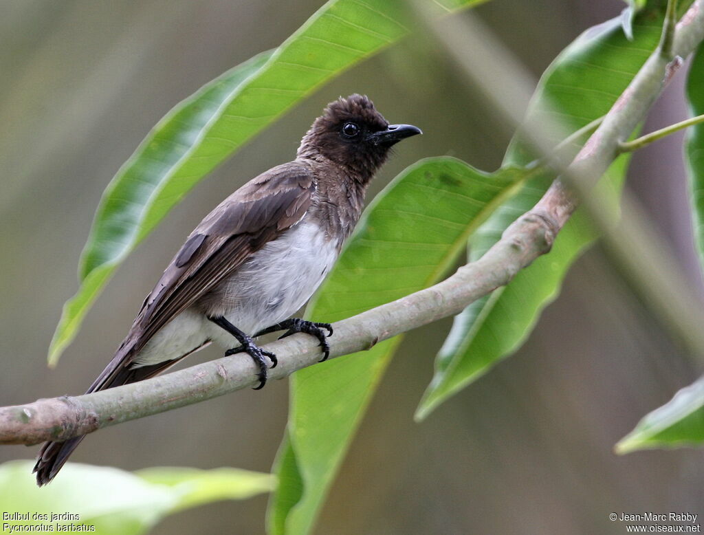 Bulbul des jardinsadulte, identification