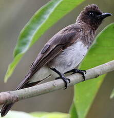 Bulbul des jardins