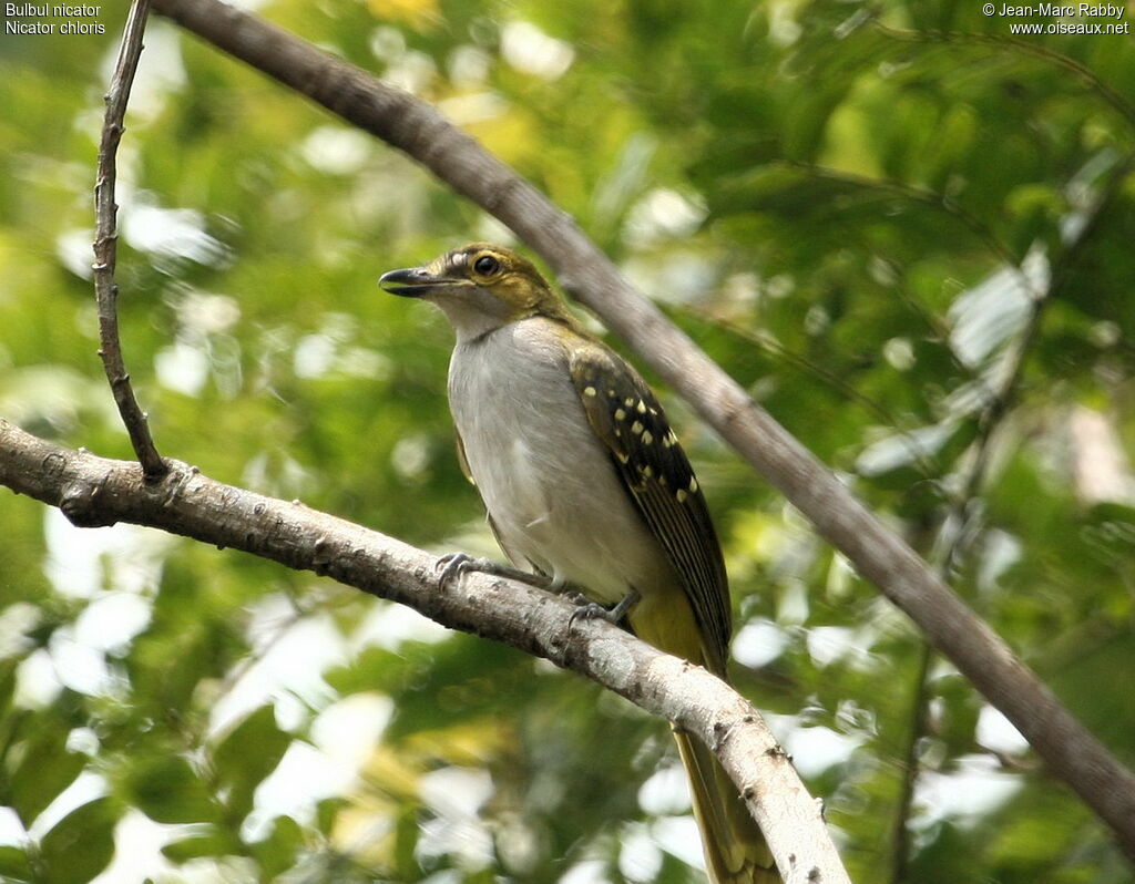 Western Nicator, identification