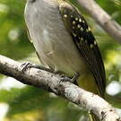 Bulbul nicator