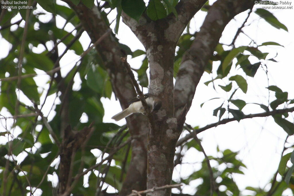 Spotted Greenbul