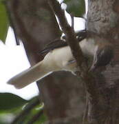 Spotted Greenbul