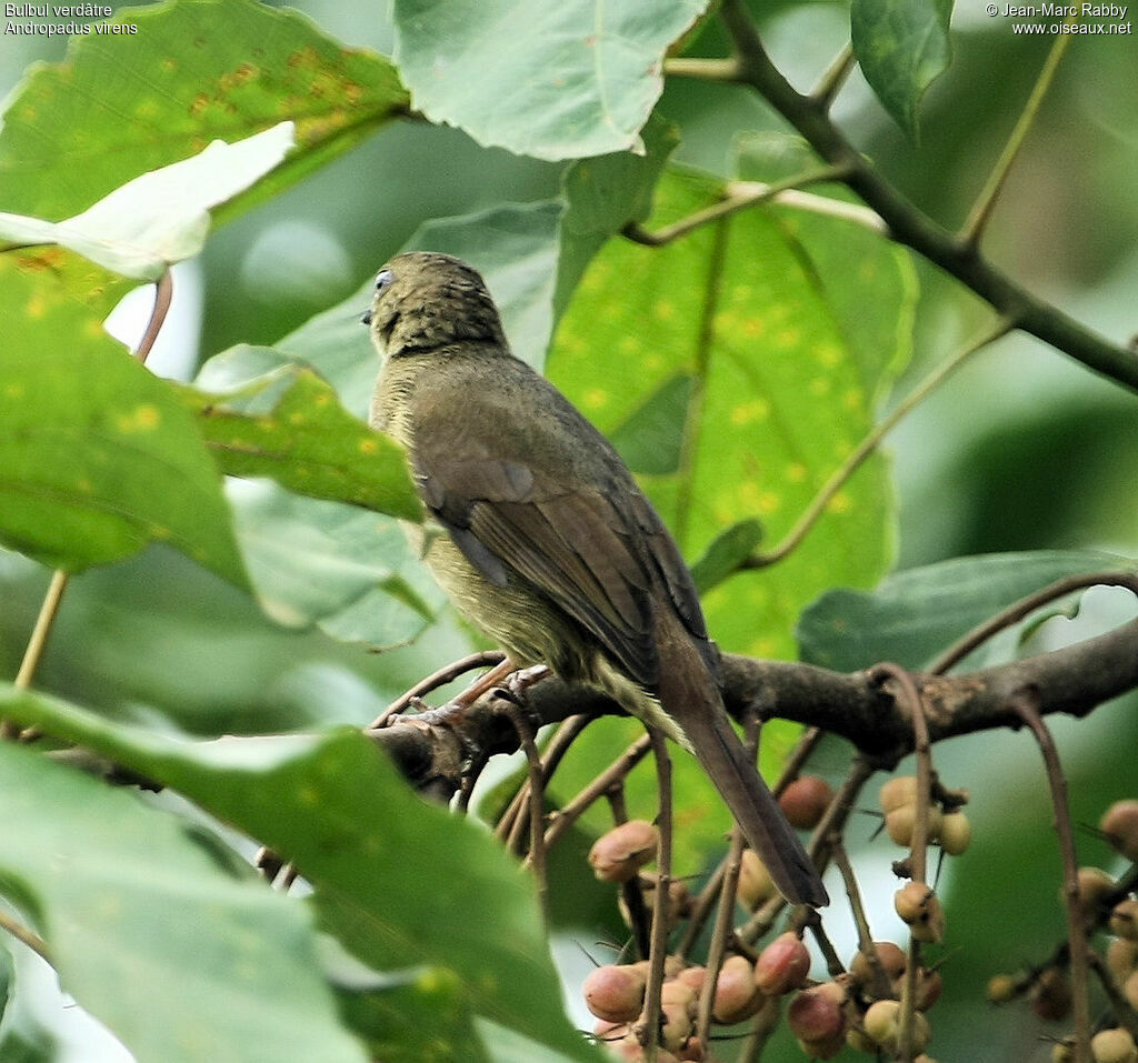 Bulbul verdâtre