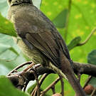 Bulbul verdâtre