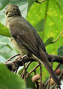 Little Greenbul