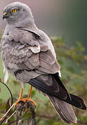 Montagu's Harrier