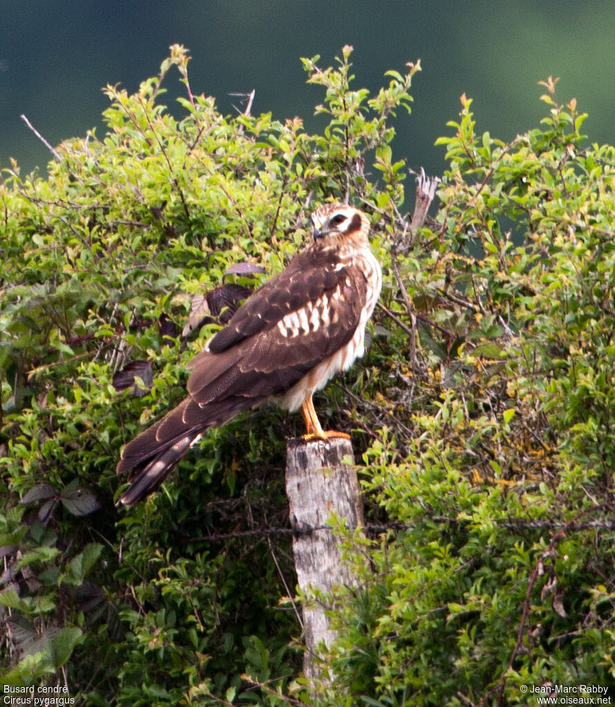 Montagu's Harrier female