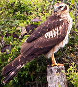 Montagu's Harrier