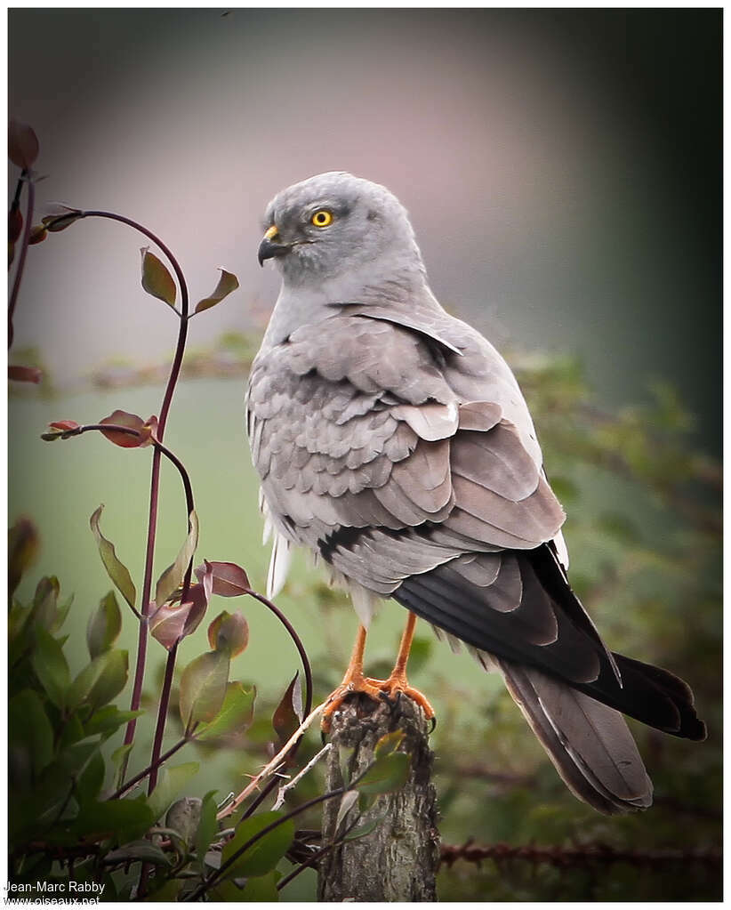 Montagu's Harrier male adult breeding, identification