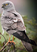 Montagu's Harrier