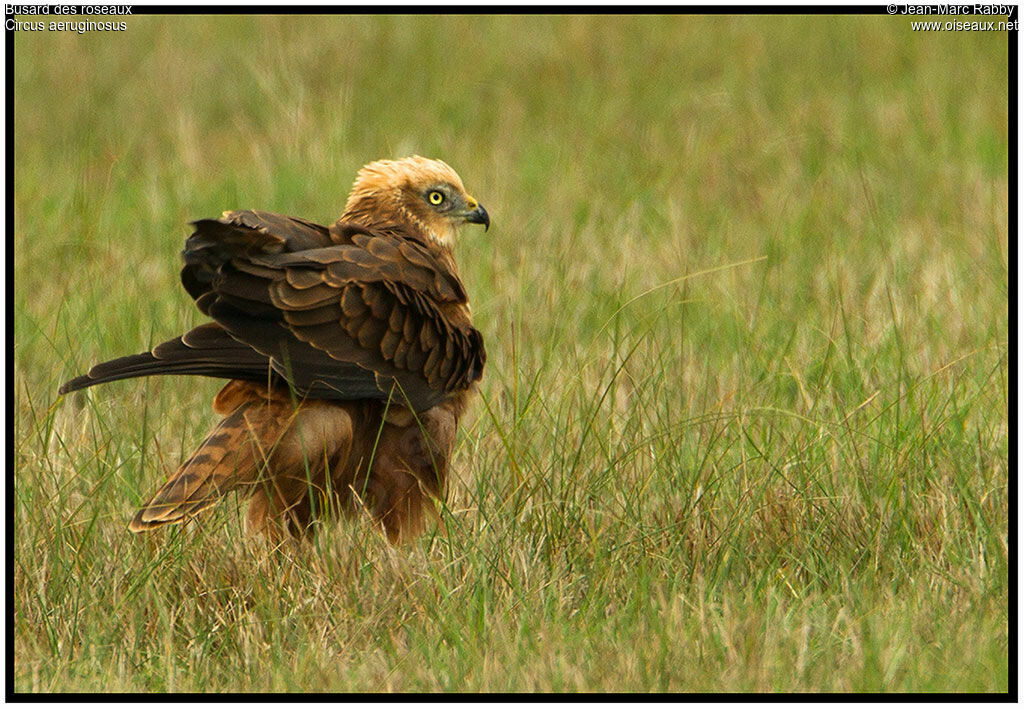 Western Marsh Harrier, identification