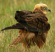 Western Marsh Harrier