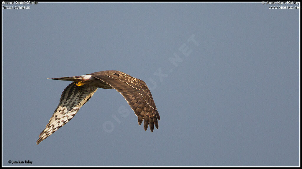 Hen Harrier, Flight