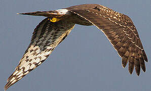 Hen Harrier