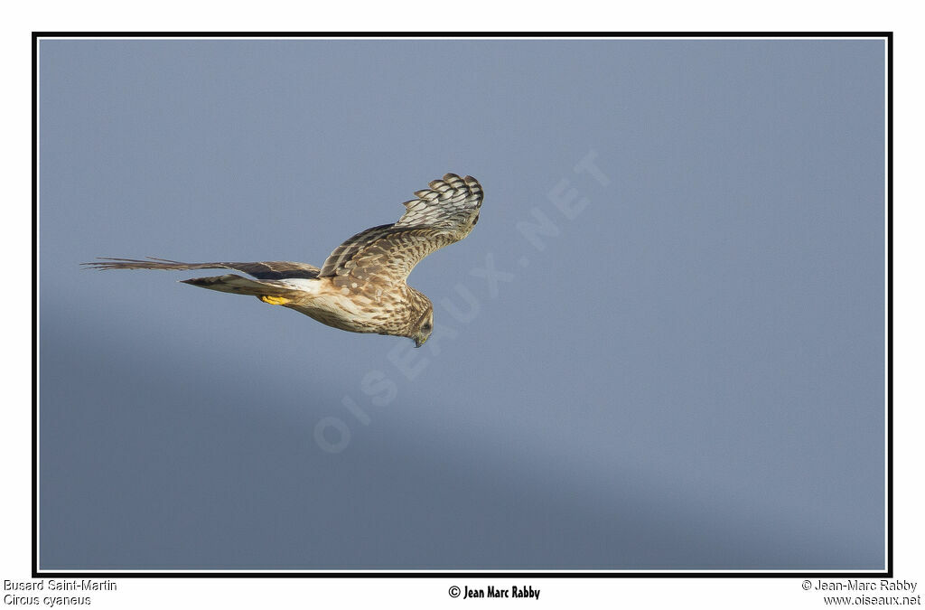 Hen Harrier, Flight