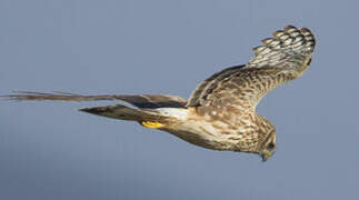 Hen Harrier