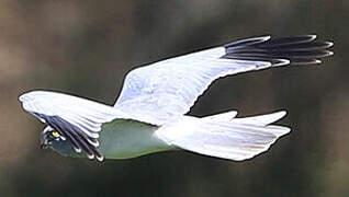 Hen Harrier