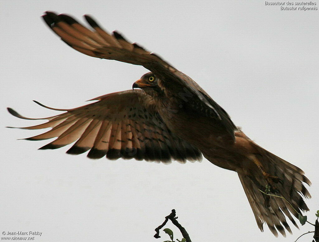 Grasshopper Buzzard, Flight