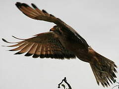 Grasshopper Buzzard