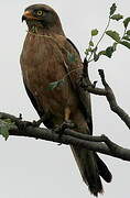 Grasshopper Buzzard