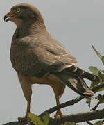 Grasshopper Buzzard