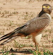 Grasshopper Buzzard