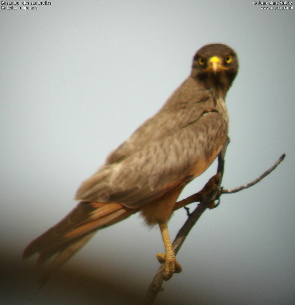 Grasshopper Buzzard