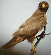 Grasshopper Buzzard