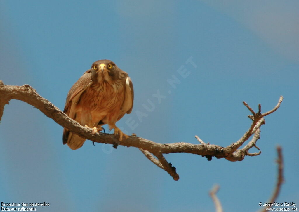 Grasshopper Buzzard