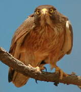 Grasshopper Buzzard