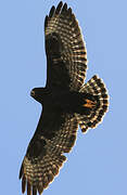 Short-tailed Hawk