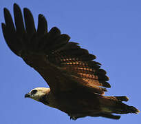 Black-collared Hawk