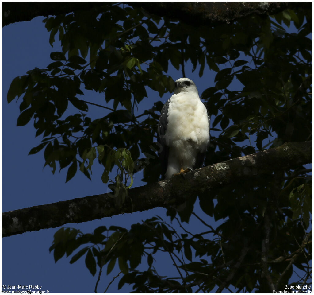 White Hawk