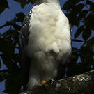 Buse blanche