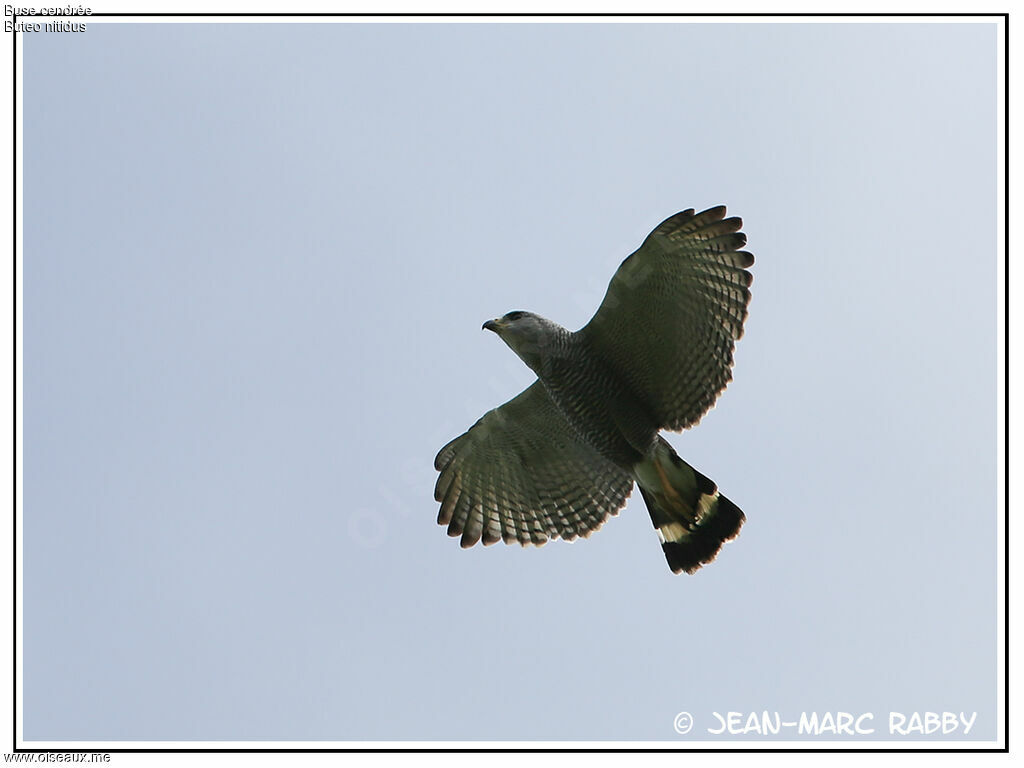 Grey-lined Hawk, Flight