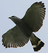 Grey-lined Hawk