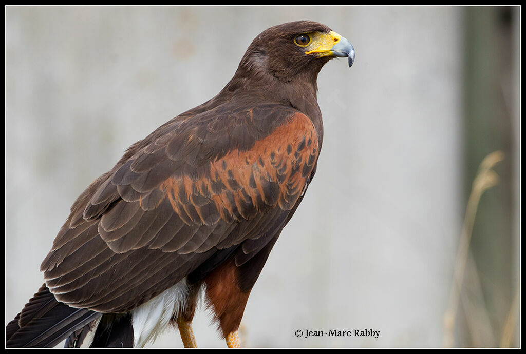 Harris's Hawk female, identification