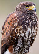 Harris's Hawk