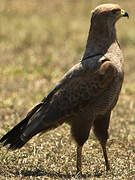 Savanna Hawk