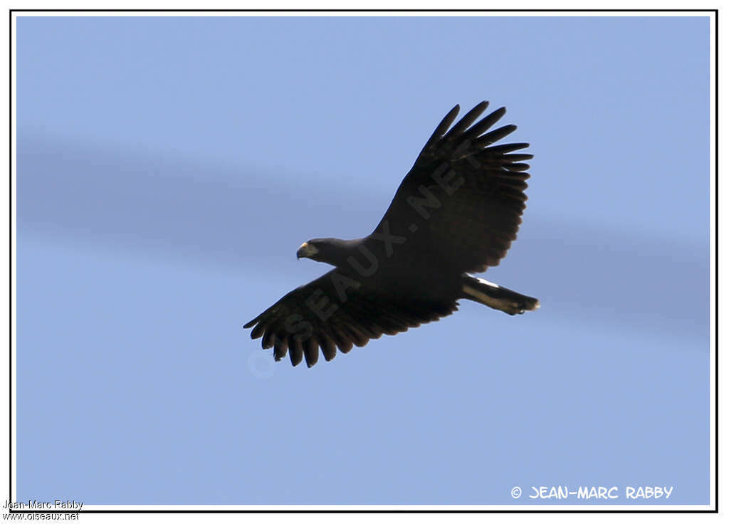 Great Black Hawkadult, pigmentation, Flight