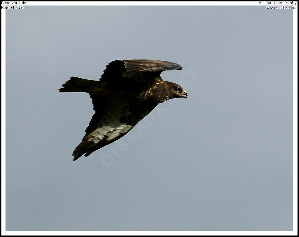 Common Buzzard, Flight