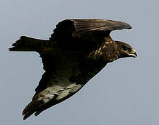 Common Buzzard